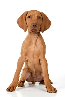 120821: DOG. Hungarian Vizsla puppy (11 weeks old ) sitting looking