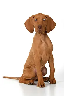 120821: DOG. Hungarian Vizsla puppy (11 weeks old ) sitting looking