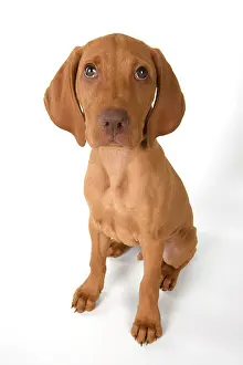 120821: DOG. Hungarian Vizsla puppy (11 weeks old ) sitting looking