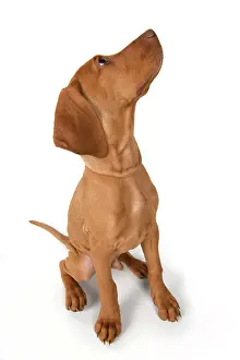 120821: DOG. Hungarian Vizsla puppy (11 weeks old ) sitting looking