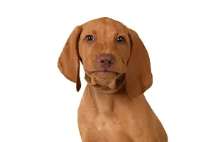 120821: DOG. Hungarian Vizsla puppy (11 weeks old ) sitting looking