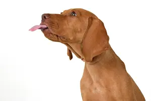 120821: DOG. Hungarian Vizsla puppy (11 weeks old ) sitting looking