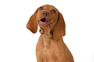 120821: DOG. Hungarian Vizsla puppy (11 weeks old ) sitting looking