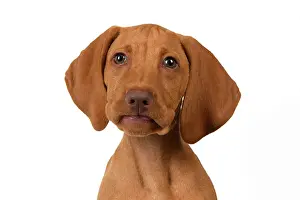 120821: DOG. Hungarian Vizsla puppy (11 weeks old ) sitting looking