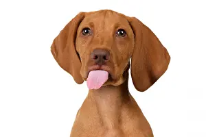 120821: DOG. Hungarian Vizsla puppy (11 weeks old ) sitting looking