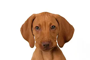 120821: DOG. Hungarian Vizsla puppy (11 weeks old ) sitting looking