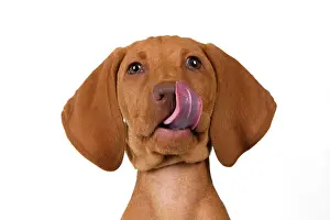 120821: DOG. Hungarian Vizsla puppy (11 weeks old ) sitting looking