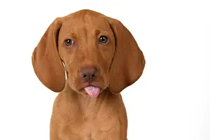 120821: DOG. Hungarian Vizsla puppy (11 weeks old ) sitting looking