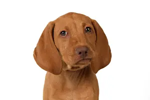 120821: DOG. Hungarian Vizsla puppy (11 weeks old ) sitting looking