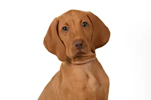 120821: DOG. Hungarian Vizsla puppy (11 weeks old ) sitting looking