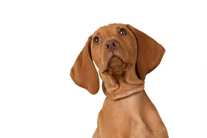 120821: DOG. Hungarian Vizsla puppy (11 weeks old ) sitting looking