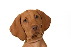 120821: DOG. Hungarian Vizsla puppy (11 weeks old ) sitting looking