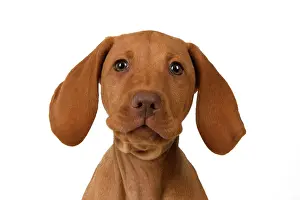 120821: DOG. Hungarian Vizsla puppy (11 weeks old ) sitting looking