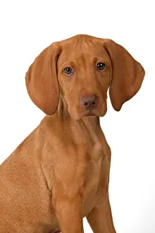 Facial: DOG. Hungarian Vizsla puppy (11 weeks old ) sitting looking