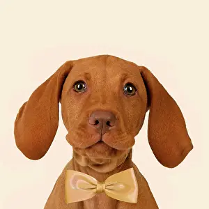 Everyday: DOG. Hungarian Vizsla puppy (11 weeks old ) sitting looking