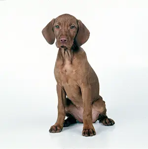 Vizslas: DOG - Hungarian Vizsla puppy