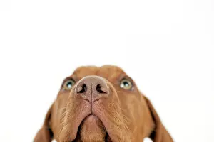 Magyar: DOG - Hungarian vizsla puppy (close up of nose)