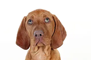 Magyar: DOG - Hungarian vizsla puppy (head shot)