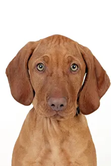 Magyar: DOG - Hungarian vizsla puppy (head shot)