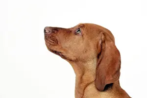 Magyar: DOG - Hungarian vizsla puppy (head shot)