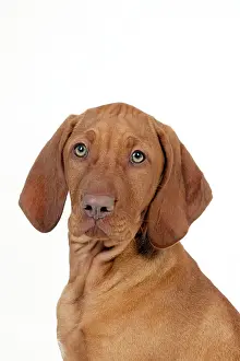 Magyar: DOG - Hungarian vizsla puppy (head shot)