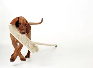 Broom: DOG - Hungarian vizsla puppy playing with broom
