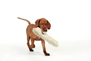 Broom: DOG - Hungarian vizsla puppy playing with broom