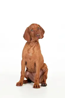 Magyar: DOG - Hungarian vizsla puppy sitting