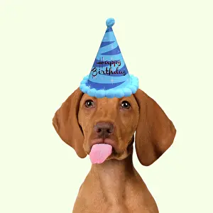 150821: DOG. Hungarian Vizsla puppy wearing a birthday party hat sti
