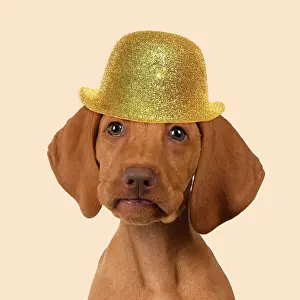 150821: DOG. Hungarian Vizsla puppy wearing a gold bowler hat