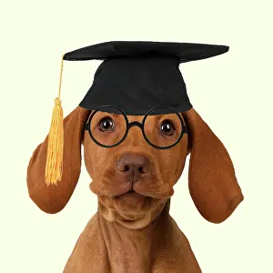 Intelligence: DOG. Hungarian Vizsla puppy wearing Graduation hat and glass