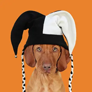 100817: DOG - Hungarian vizsla puppy wearing jester hat