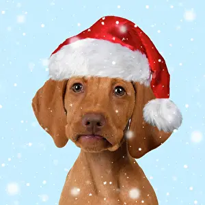 150821: DOG. Hungarian Vizsla puppy wearing a red Santa Christmas ha