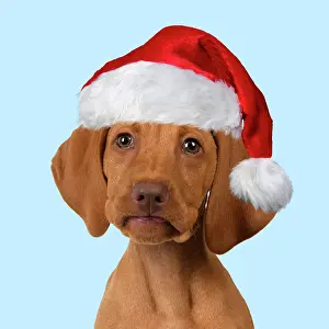 150821: DOG. Hungarian Vizsla puppy wearing a red Santa Christmas ha