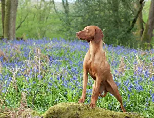 Vizsla: DOG - Hungarian vizsla standing in bluebells