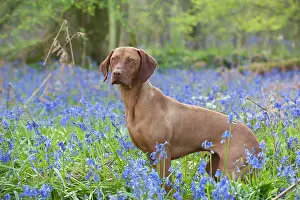 Vizsla: DOG - Hungarian vizsla standing in bluebells