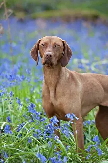 Vizsla: DOG - Hungarian vizsla standing in bluebells