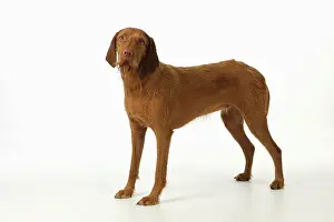 Wired: DOG. Hungarian wired haired Vizsla