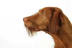 Wired: DOG. Hungarian wired haired Vizsla