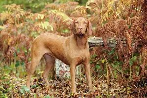 Wired: DOG. Hungarian wired haired vizsla in ferns