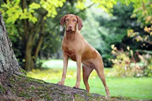 Vizsla: DOG. Hungarian wired haired vizsla standing on tree root