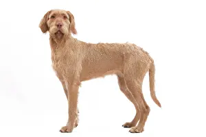 Vizsla: Dog - Hungarian wired-haired Vizsla - in studio