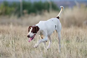 Scenting: Dog hunter dog in field Ciudad Real, Castilla la