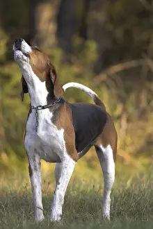 Howling: Dog hunting French tricolor howling France