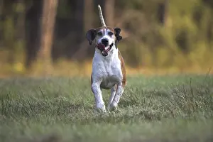 Tricolors: Dog hunting French tricolor running France