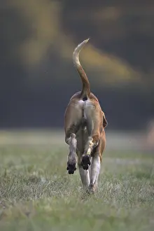 Tricolors: Dog hunting French tricolor running France