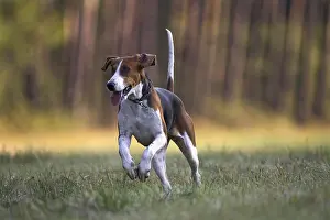 Tricolors: Dog hunting French tricolor running France