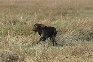Express: Dog hunting in a marsh in the Baie de Somme