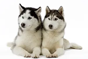 Twins: Dog - Huskies