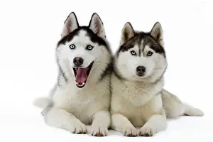 Twins: Dog - Huskies